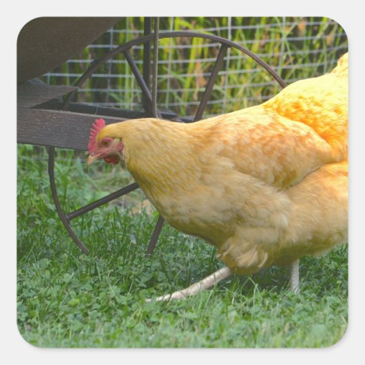 Buff Orpington Hen Sticker (Voorkant)