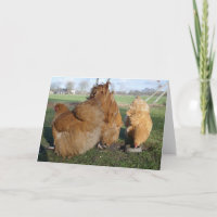 Buff orpington kippen.