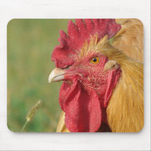 Buff Rooster Muismat