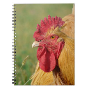Buff Rooster Notitieboek