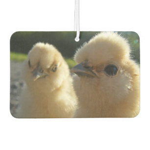 Buff Silkie Chicken Chick Luchtverfrisser