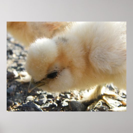 Buff Silkie Chicken Chick Poster (Voorkant)