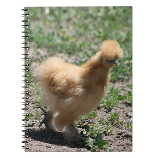 Buff Silkie Chicken-laptop Notitieboek (Voorkant)