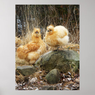 Buff Silkie Chickens Standing Poster