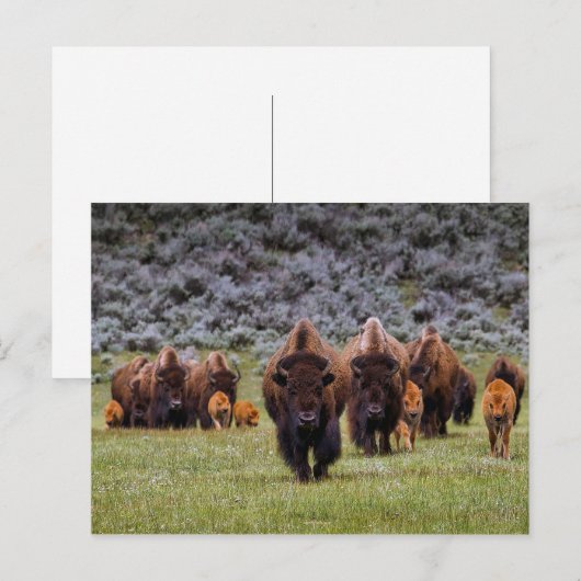 Buffalo 2 Briefkaart (Voorkant / Achterkant)