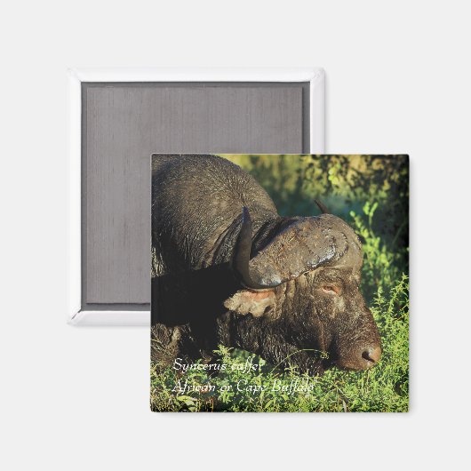 Buffalo African Syncerus caffer Magneet (Voorkant / Achterkant)