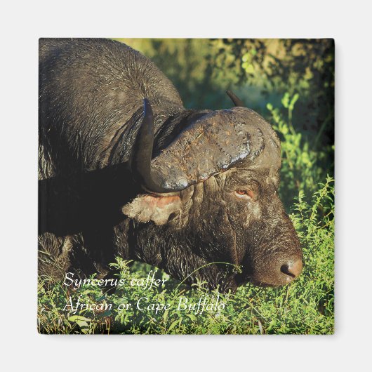 Buffalo African Syncerus caffer Magneet (Voorkant)
