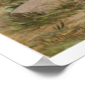 Buffalo Bill 1885  Art Print Poster (Hoek)