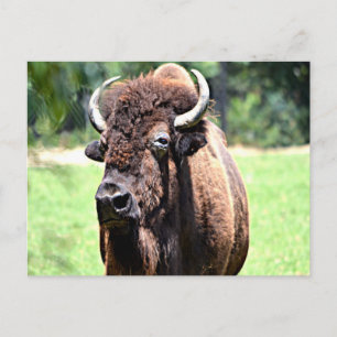 Buffalo (Bison) Briefkaart
