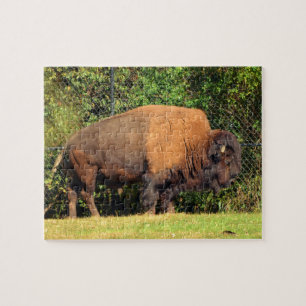 Buffalo (Bison) Kansas, Oklahoma, Wyoming Legpuzzel