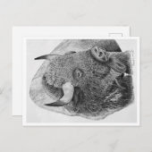 Buffalo Briefkaart (Voorkant / Achterkant)