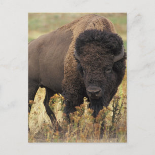 Buffalo Briefkaart