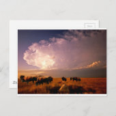 Buffalo Briefkaart (Voorkant / Achterkant)