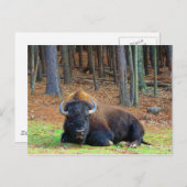 Buffalo Briefkaart (Voorkant / Achterkant)