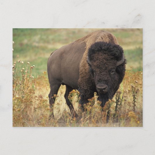 Buffalo Briefkaart (Voorkant)