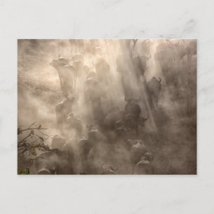 Buffalo Dust Briefkaart