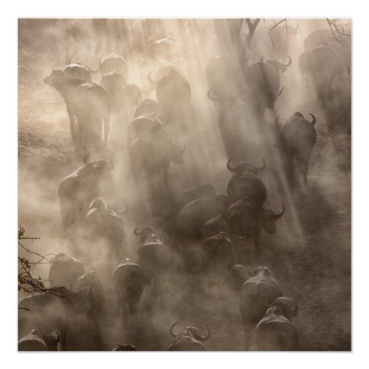 Buffalo Dust Perfect Poster (Voorkant)