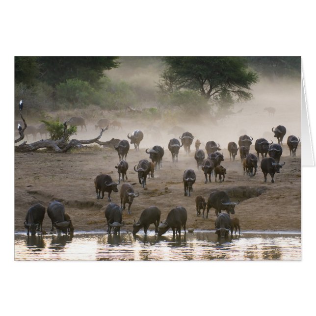Buffalo Dust Storm (Voorkant Horizontaal)