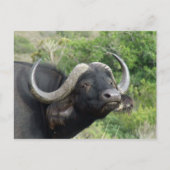 Buffalo Grass Briefkaart (Voorkant)