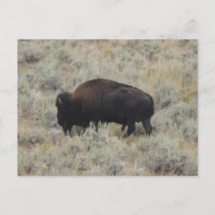 Buffalo, grazen, geelsteen, fotografie briefkaart