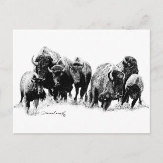 Buffalo Herd Briefkaart