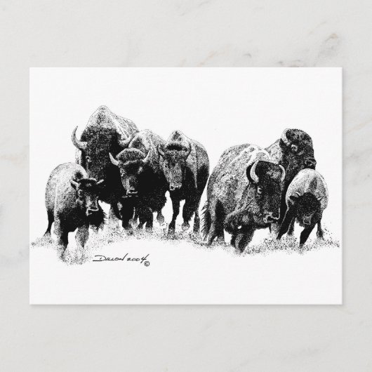 Buffalo Herd Briefkaart (Voorkant)