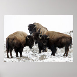 Buffalo Herd Natuur Wall Poster