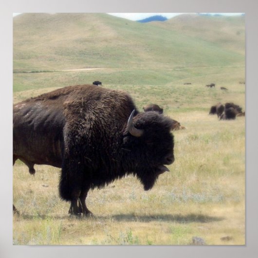 Buffalo Hunts Poster (Voorkant)