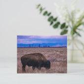 Buffalo in Denver, Colorado Briefkaart (Staand voorkant)