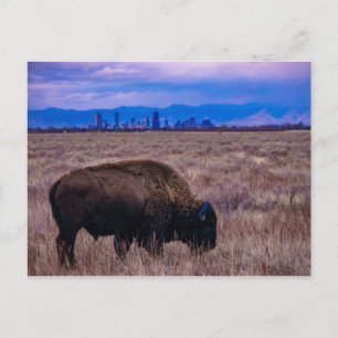 Buffalo in Denver, Colorado Briefkaart