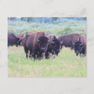 Buffalo in Grand Teton National Park Briefkaart
