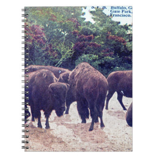 Buffalo in het  Briefkaart Golden Gate Park Notitieboek