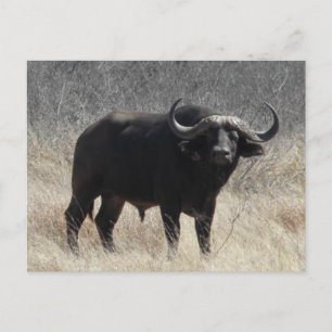 Buffalo in Zuid-Afrika Briefkaart