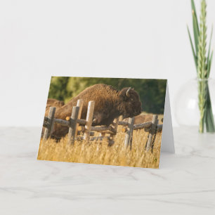 Buffalo Jump Yellowstone Carte de remerciements
