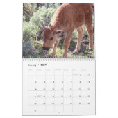 Buffalo Kalender (Jan 2027)