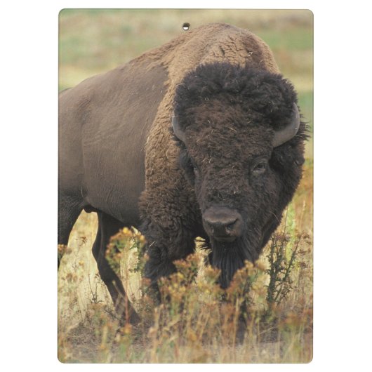 Buffalo Klembord (Achterkant)