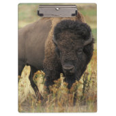 Buffalo Klembord (Voorkant)