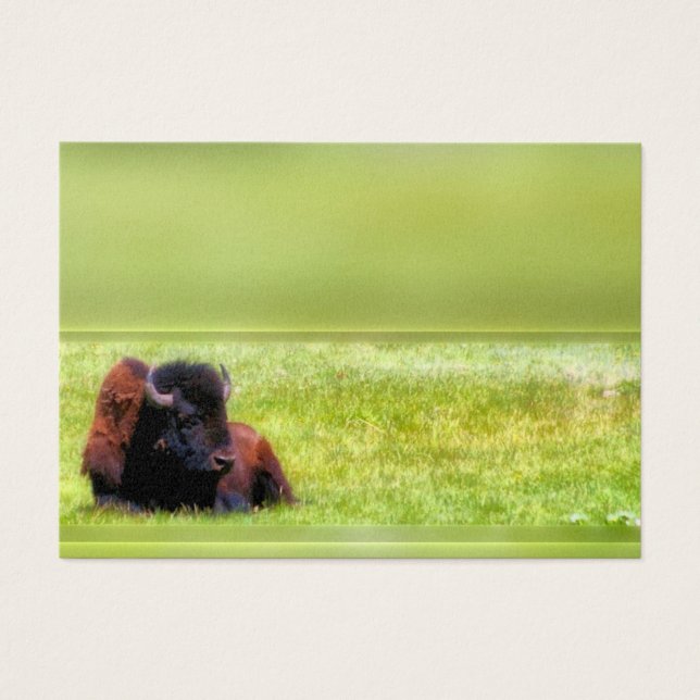 Buffalo Meadow (Devant)