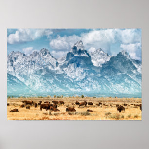 Buffalo onder het Grand Teton-gebergte Poster