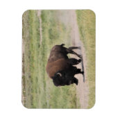 Buffalo onderweg, fotografie magneet (Verticaal)