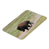 Buffalo onderweg, fotografie magneet (Linkerzijde)