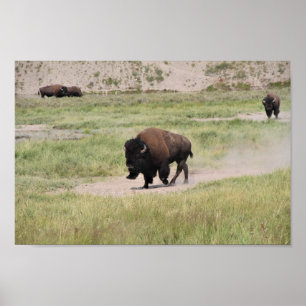 Buffalo onderweg, fotografie poster