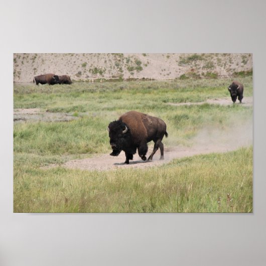 Buffalo onderweg, fotografie poster (Voorkant)