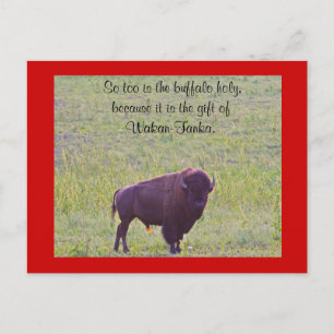 Buffalo op Lakota Lands Briefkaart