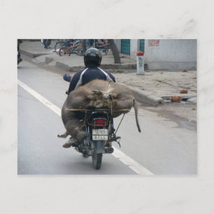 Buffalo op motorfiets-Vietnam Briefkaart