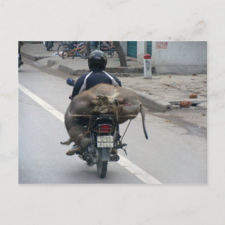Buffalo op motorfiets-Vietnam Briefkaart