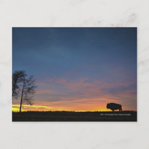Buffalo op Sunset in Elk Island National Park Briefkaart