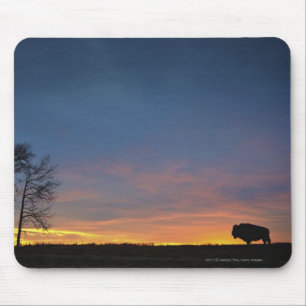 Buffalo op Sunset in Elk Island National Park Muismat