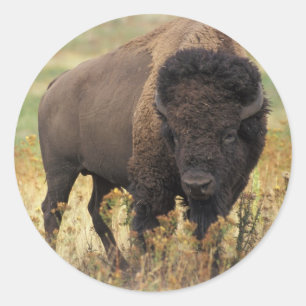 Buffalo Ronde Sticker
