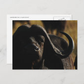 Buffalo - safari groot vijf dier briefkaart (Voorkant / Achterkant)